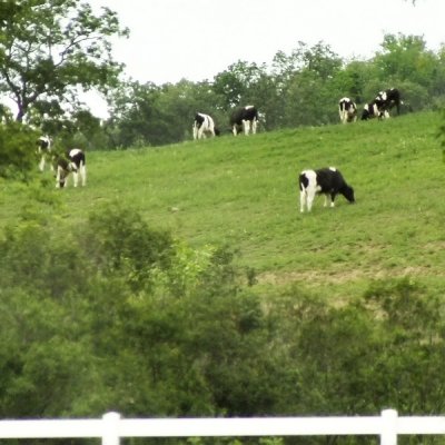cows on ahill