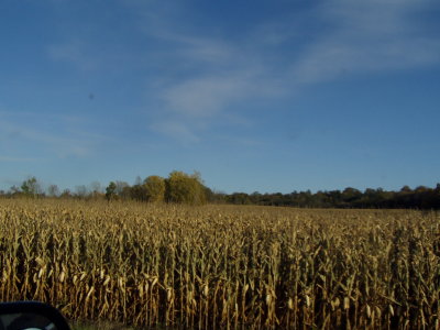 Corn fields in Wi.