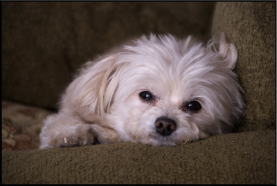 Piper on couch (102).jpg