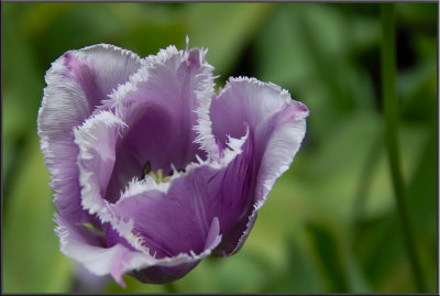 Amsterdam flowers (1014).jpg