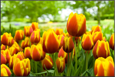 Amsterdam flowers (1028).jpg