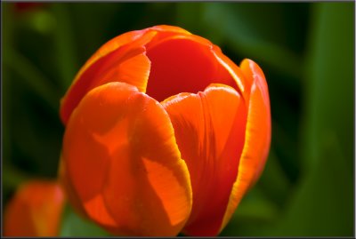 Amsterdam flowers (1032).jpg