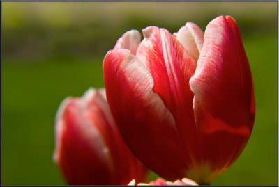 Amsterdam flowers (1037).jpg