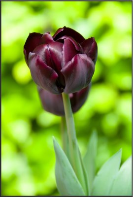 Amsterdam flowers (1079).jpg