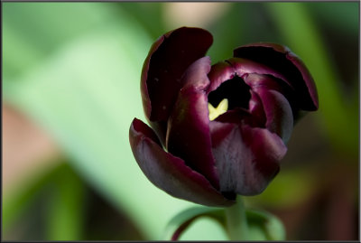 Amsterdam flowers (1081).jpg