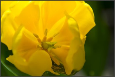 Amsterdam flowers (1085).jpg