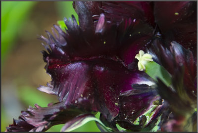 Amsterdam flowers (1088).jpg
