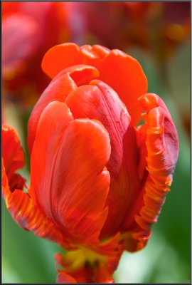 Amsterdam flowers (1100).jpg