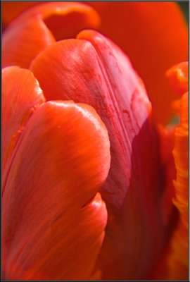 Amsterdam flowers (1103).jpg