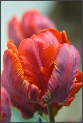 Amsterdam flowers (1108).jpg