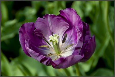 Amsterdam flowers (1114).jpg