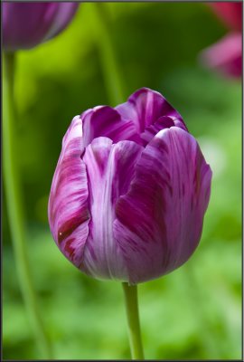 Amsterdam flowers (1115).jpg