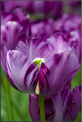 Amsterdam flowers (1116).jpg