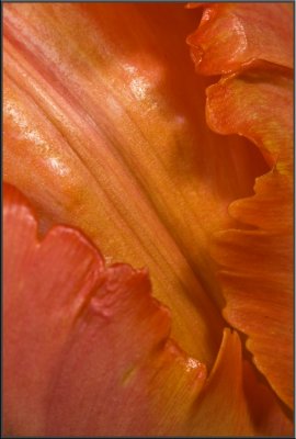 Orange Tulip (1017).jpg