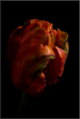 Orange Tulip (1041).jpg