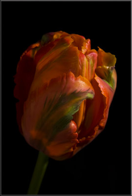 Orange Tulip (1044).jpg