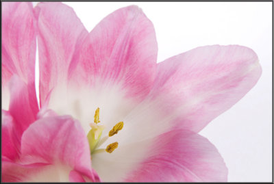 Pink Tulip (1000)b.jpg