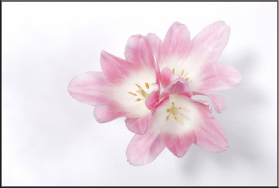 Pink Tulip (1019)c.jpg
