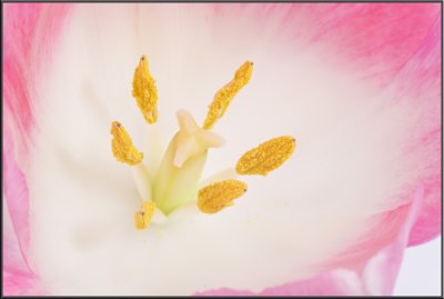 Pink Tulip (1039).jpg