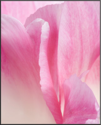 Pink Tulip (1044).jpg