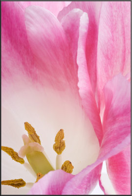 Pink Tulip (1046).jpg