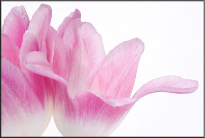 Pink Tulip (1080).jpg