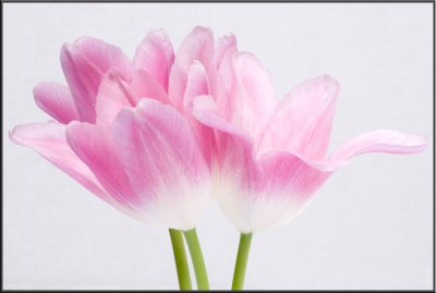Pink Tulip (1086).jpg