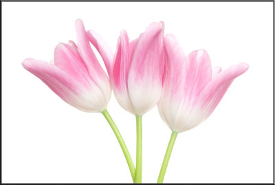Pink Tulip (1141).jpg