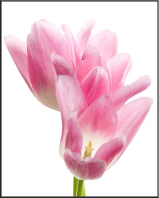Pink Tulip (1165).jpg