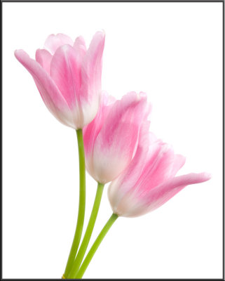 Pink Tulip (1183).jpg