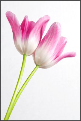 Pink Tulip (1250).jpg