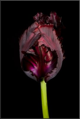 Plum Tulip (1036).jpg