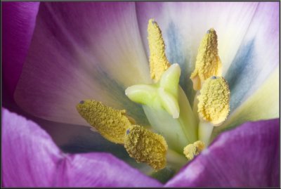 Purple Tulip (1020).jpg