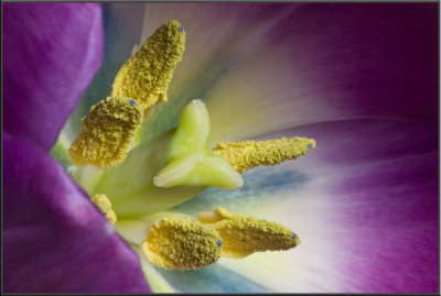 Purple Tulip (1031).jpg