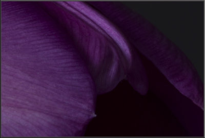 Purple Tulip (1041).jpg
