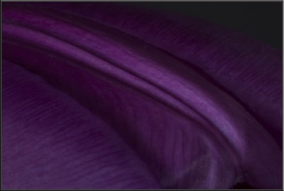 Purple Tulip (1042).jpg