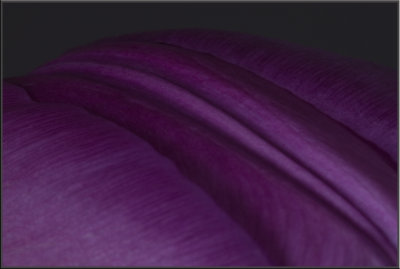 Purple Tulip (1046).jpg