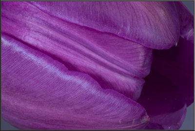 Purple Tulip (1059).jpg