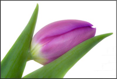 Purple Tulip (1127).jpg
