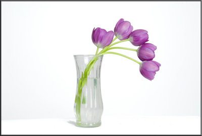 Purple Tulip (1338).jpg