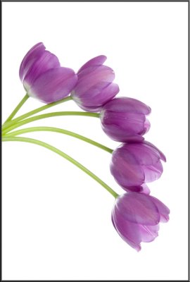 Purple Tulip (1350).jpg