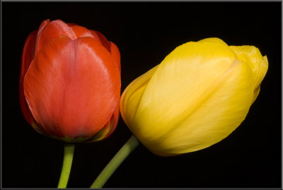 Red & Yellow Tulips (1020).jpg