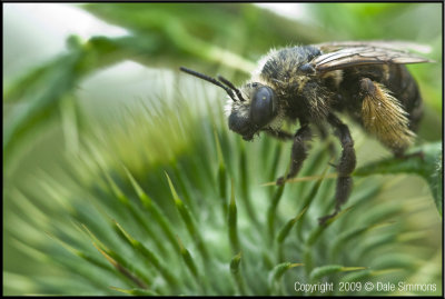Unusual Bee 21.jpg