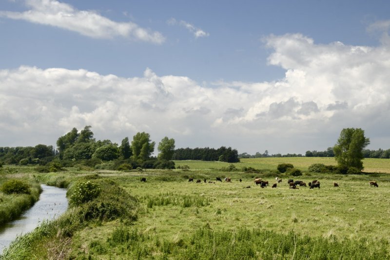 water meadows near Shingle Street