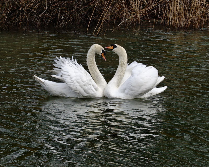 swans in love - adjacent to Haughton Mill
