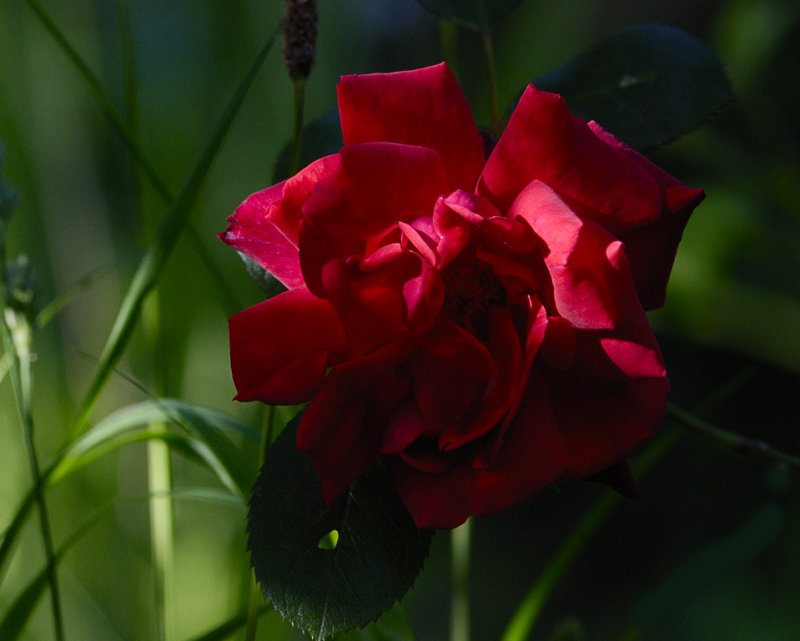 Red queen  (NB these are in a really wild garden, not manicured)