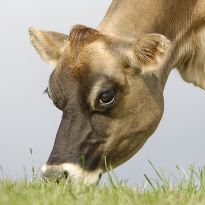 Jersey from small Cornish herd, unusually run as sucklers