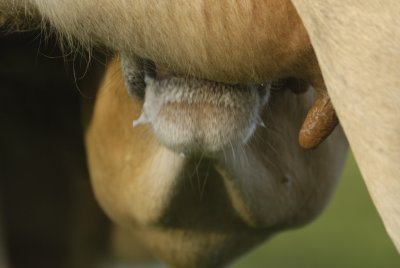 caught in the act; remember when we had a smallholding trying to hold one corner for our milk against the calves!