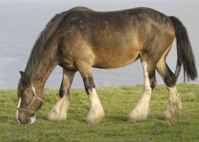one of a group of working horses at Portscatho