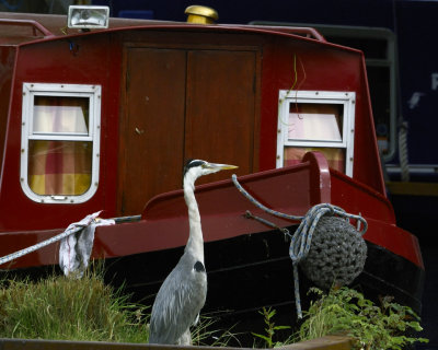 Heron on Ouse